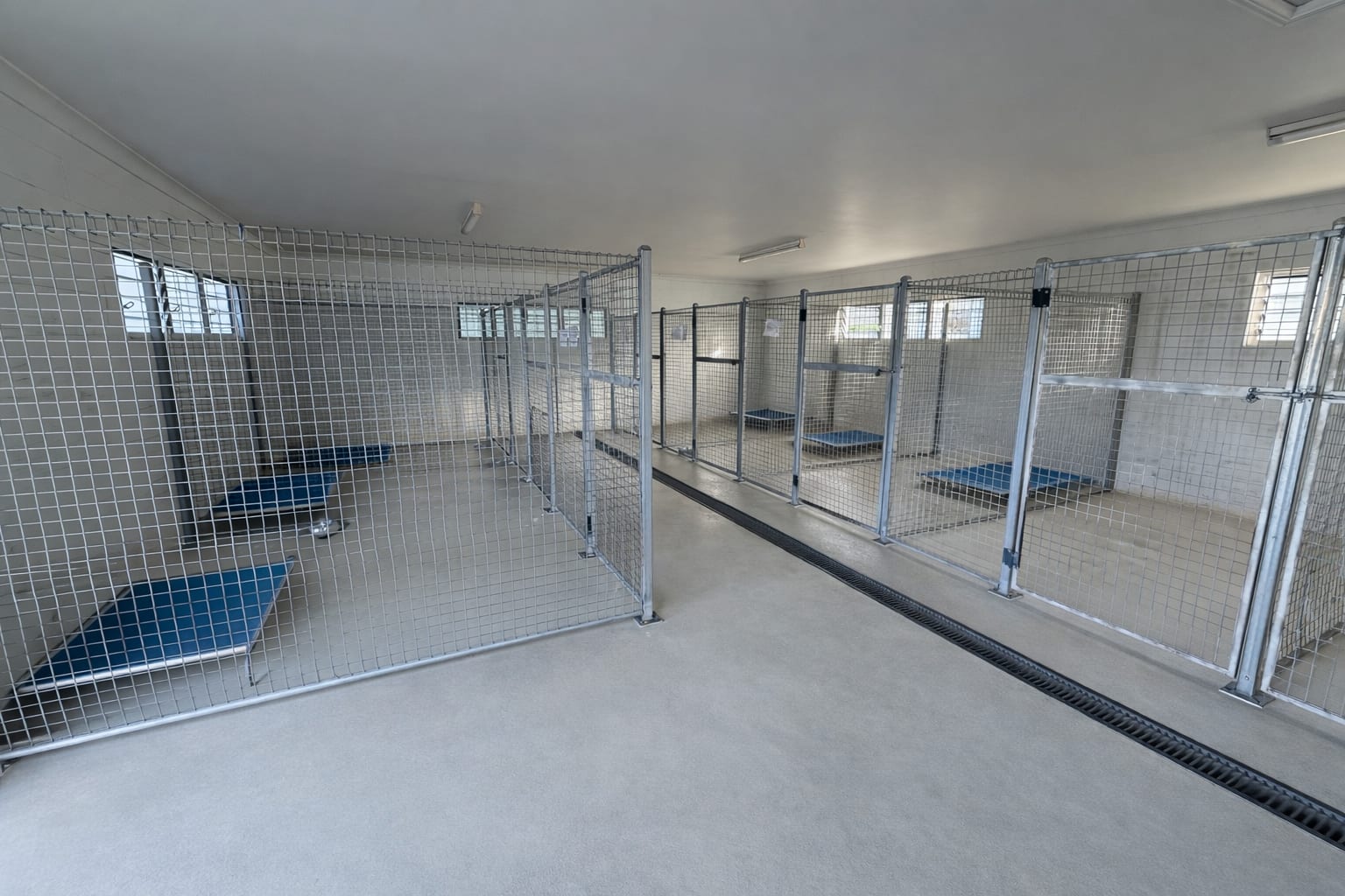 Indoor kennel building with individual mesh pens, raised blue beds, windows and a central drain at Little Paws Big Hearts.