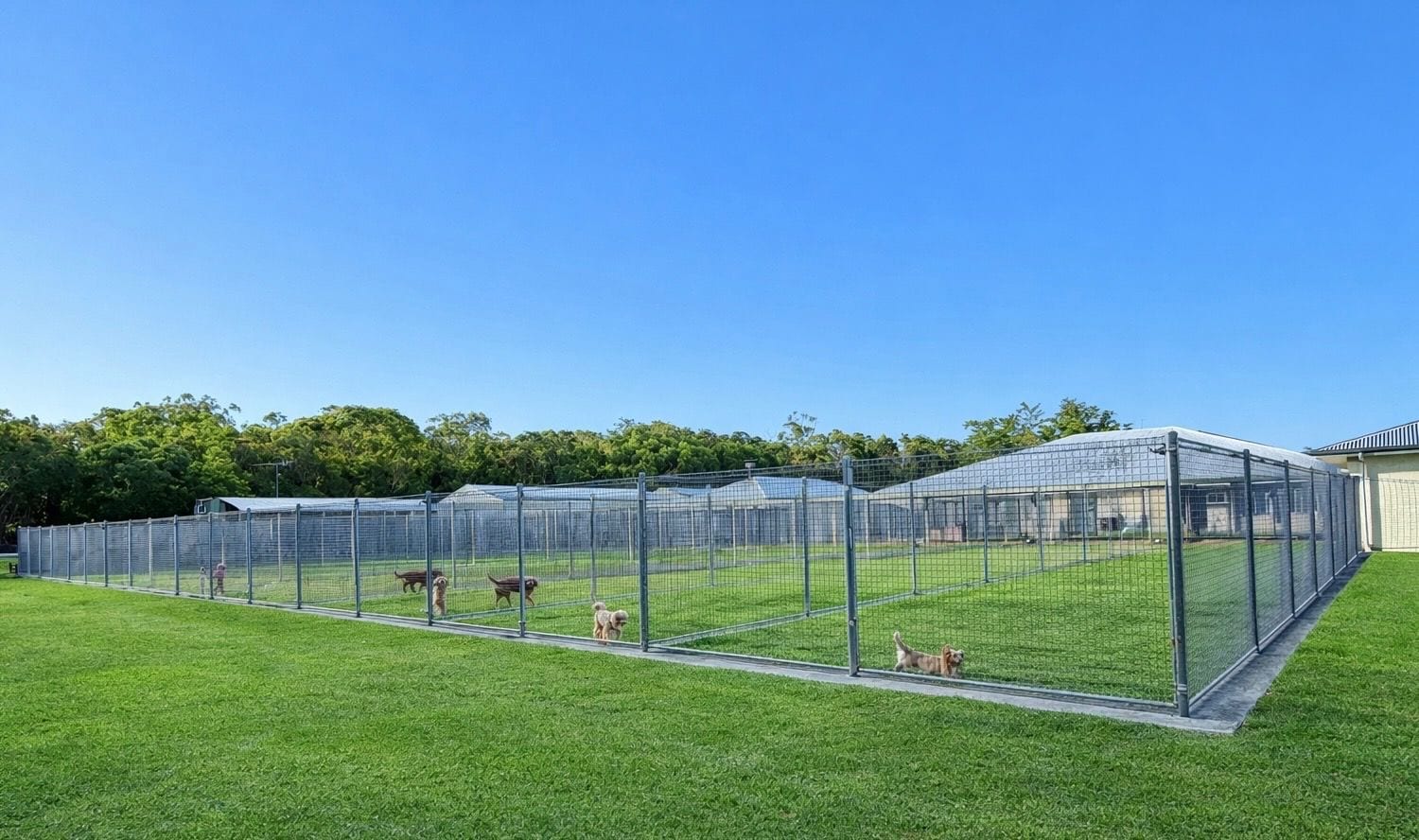 Grass play yards with mesh fencing under a clear sky, with dogs inside the enclosures at Little Paws Big Hearts in the Redlands.